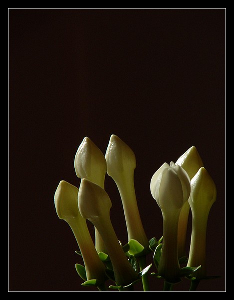 STEPHANOTIS