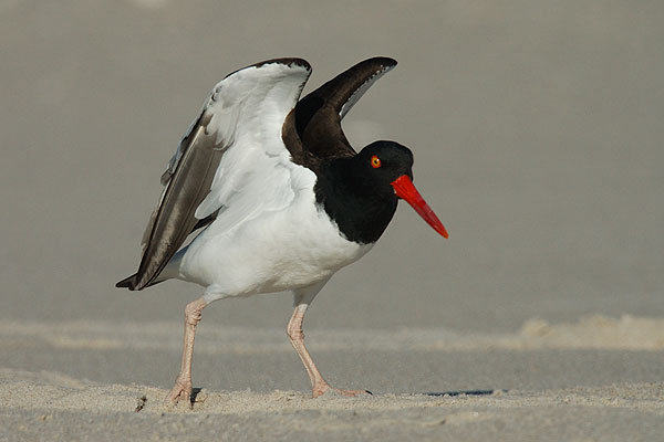 Ostrygojad