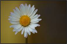 Oh Daisy won&#039t you tell me your secrets