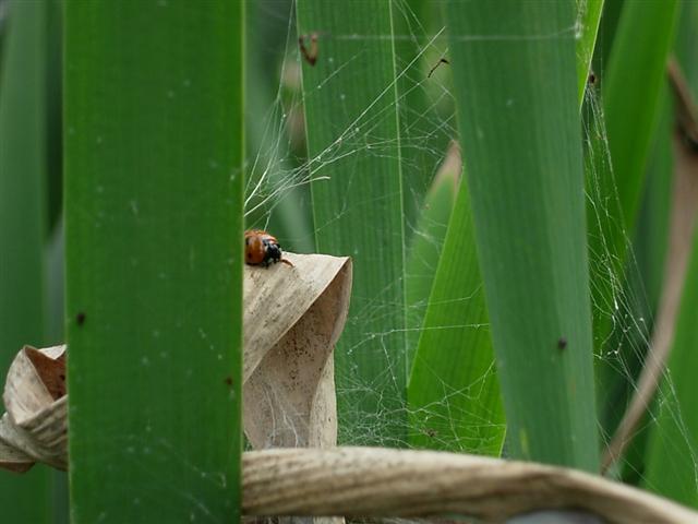 Biedronka w pajęczynie