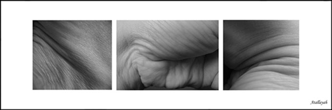 Autoportret
