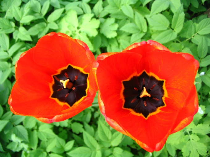 Tulipany z mojego ogródka