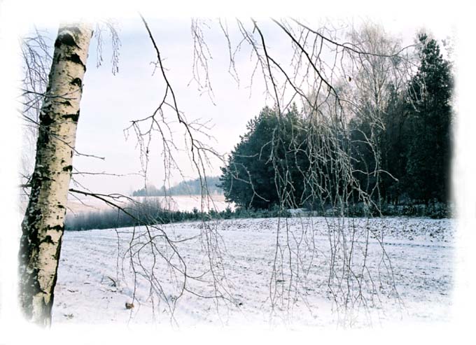marek