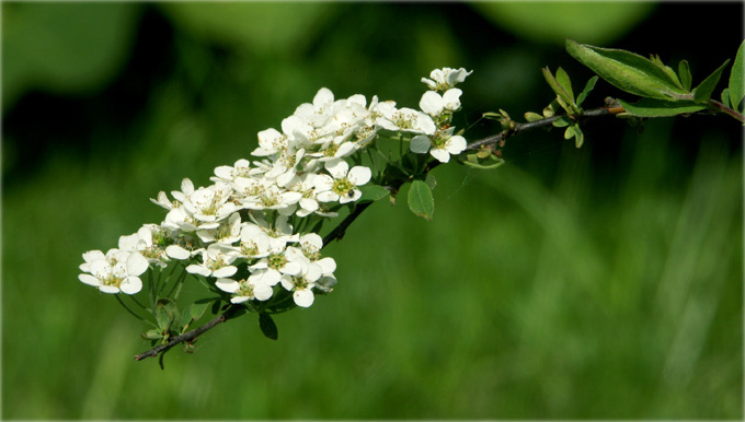 irzabela