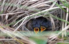 Double beak