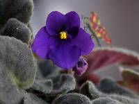 makro z motylkiem