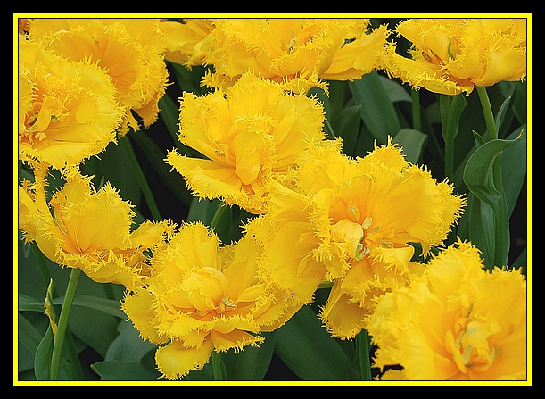 Tulipanowo...