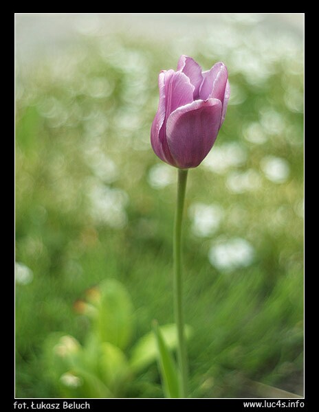 tulipan