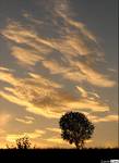 Sunset Tree