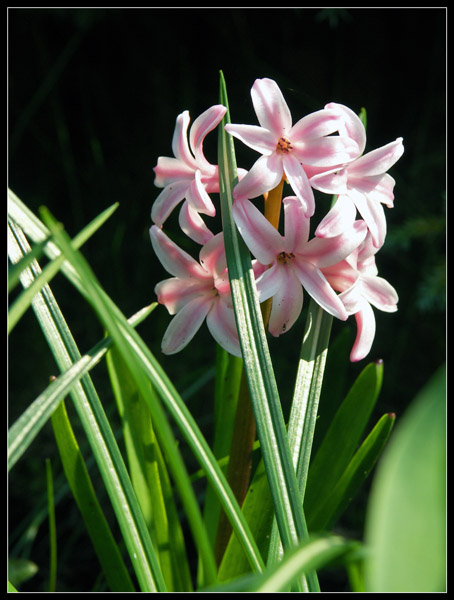 Hyacinth