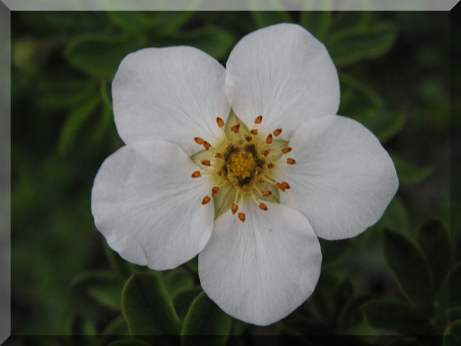 city flower