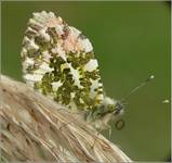 Motyl 2