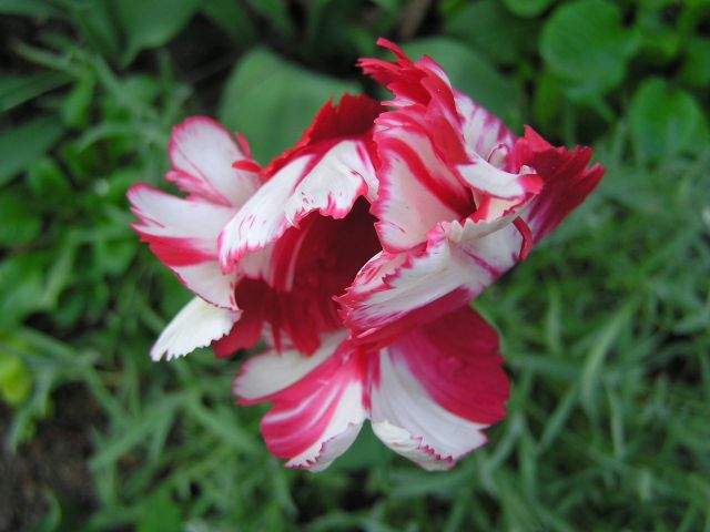 Tulipan