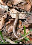 Padalec zwyczajny (Anguis fragilis)