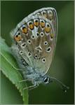 Motyl4