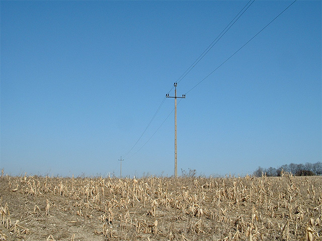 szympek5