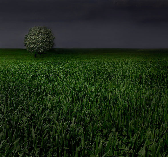 tree of desire