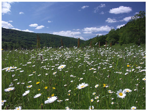 Wiosna