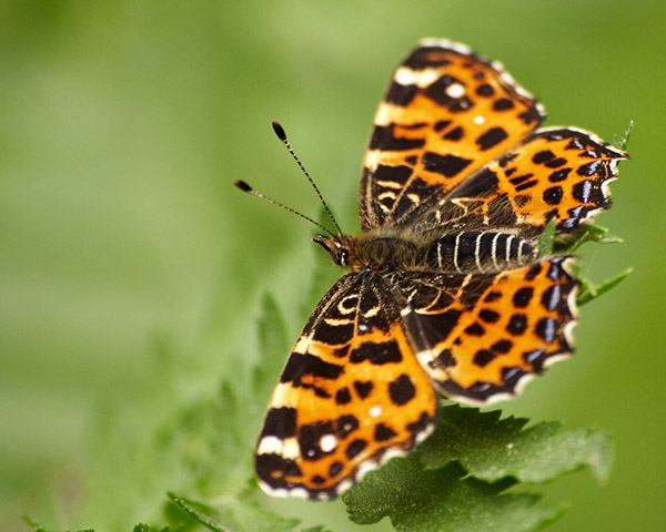 Motyl 1