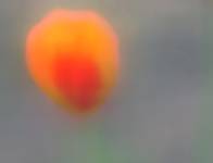 TULIPAN
