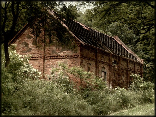 W ciasnych objęciach lasu...