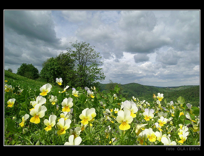 Beskid Makowski