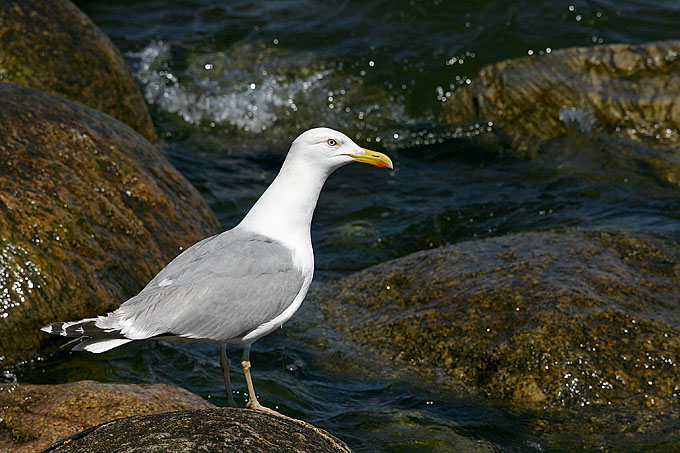 Mewa srebrzysta - Larus argentatus