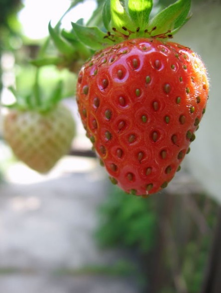 truskaweczka