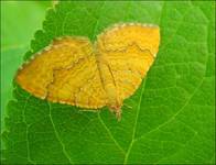 Camptogramma bilineata