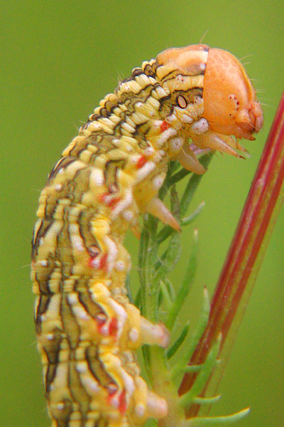 Larwa motyla (czerwiowata)