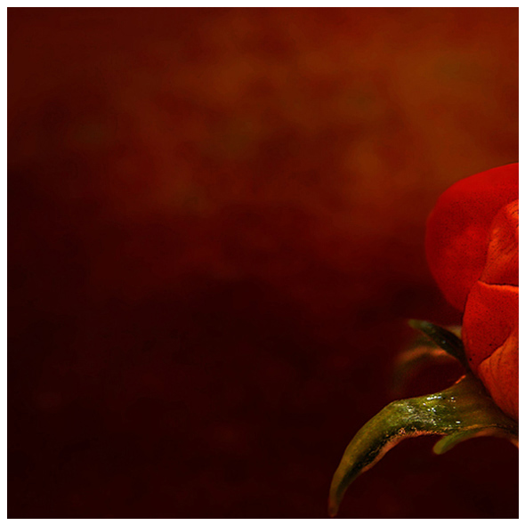 Il nome della rosa