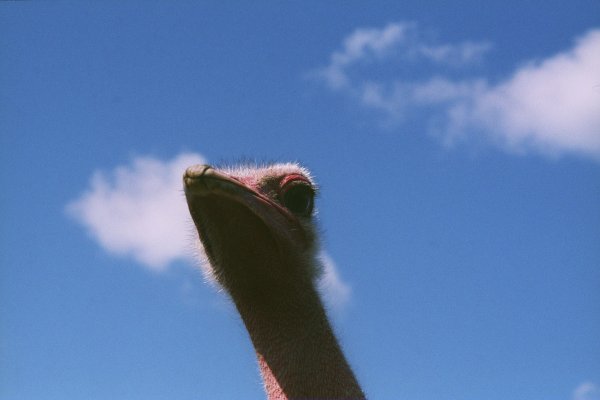 huhu
