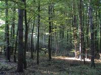 Lasy Chojnowskie- jesień 2002