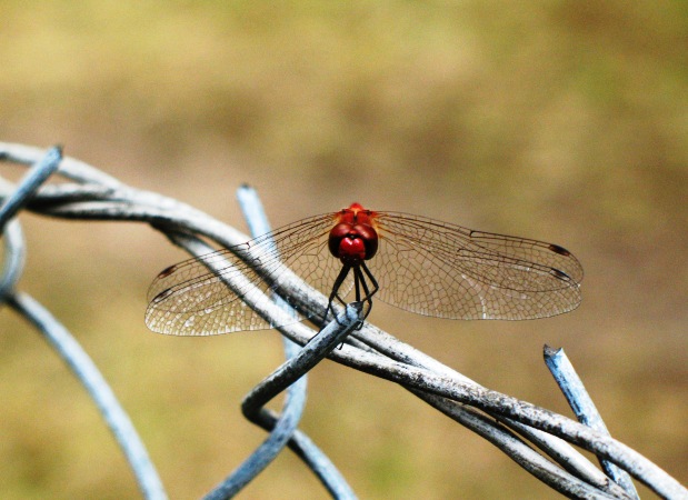 Ważka