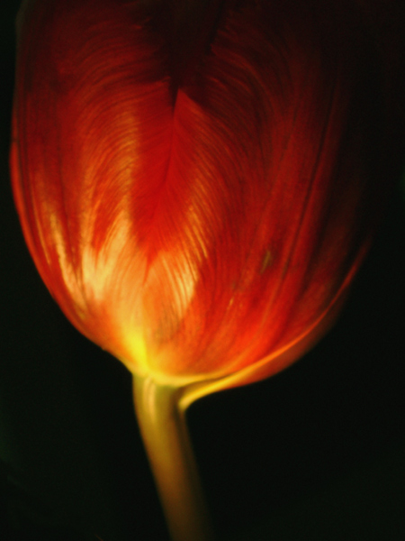 Fire Flower