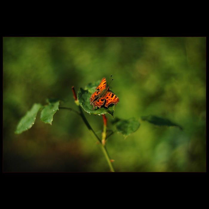 [podstaw lepidopterologii kontynuacja]