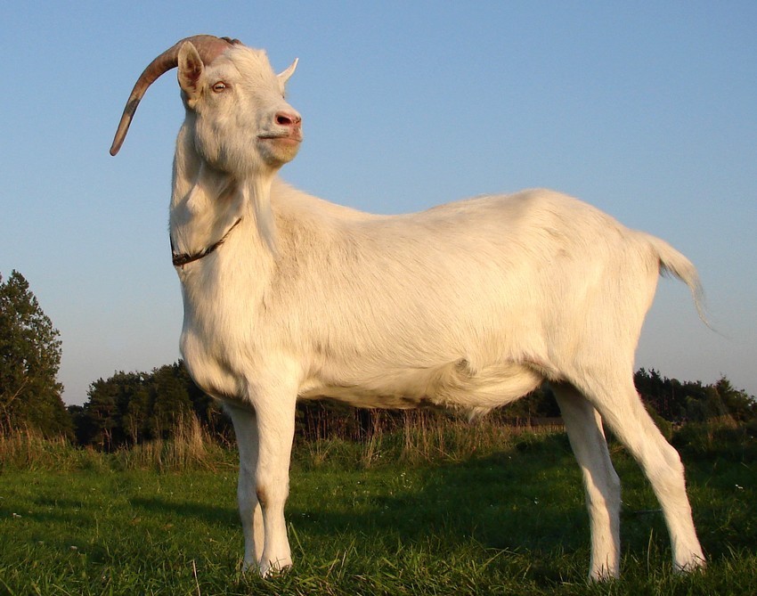 Antonio