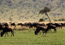 Gnu