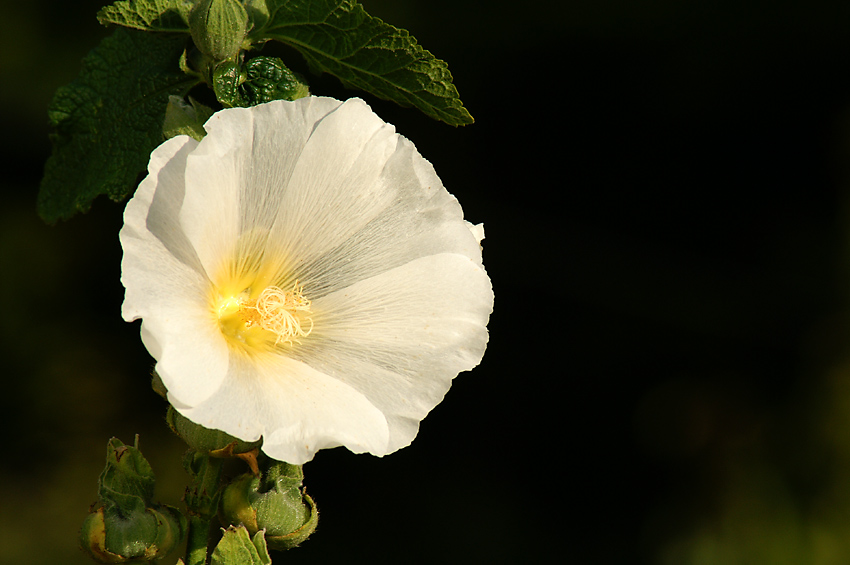 Jesienna malwa...