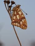 Dostojka latonia