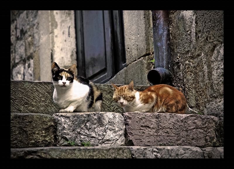 Polowanie na tygrysy ;-)