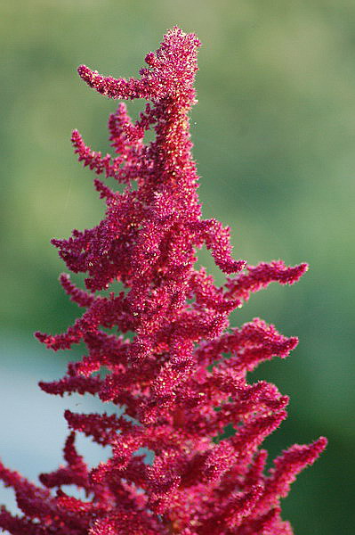 Czerwona marihuana
