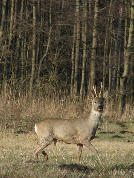 koziołek