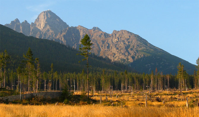Kolba