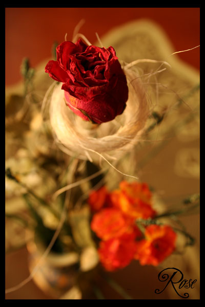 Rose
