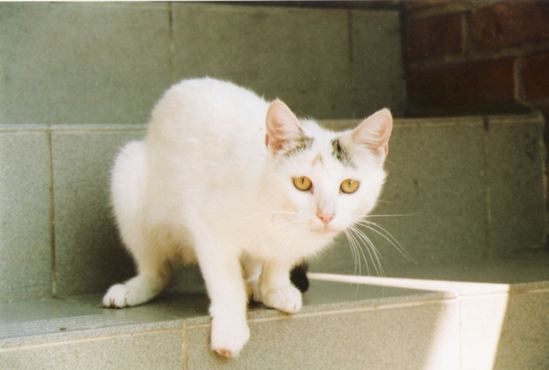 michał