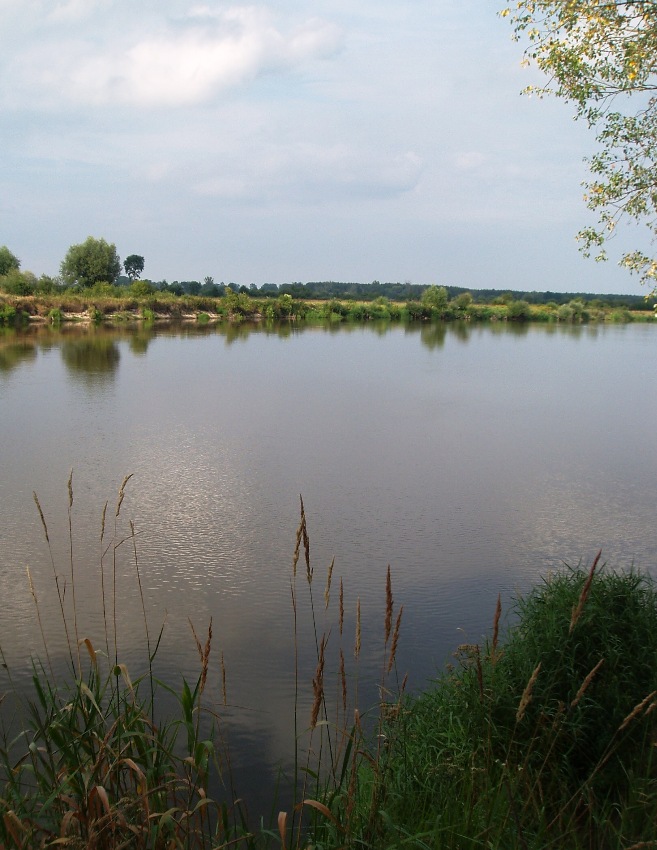 Traszka