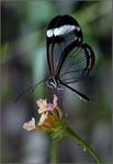 Clearwing
