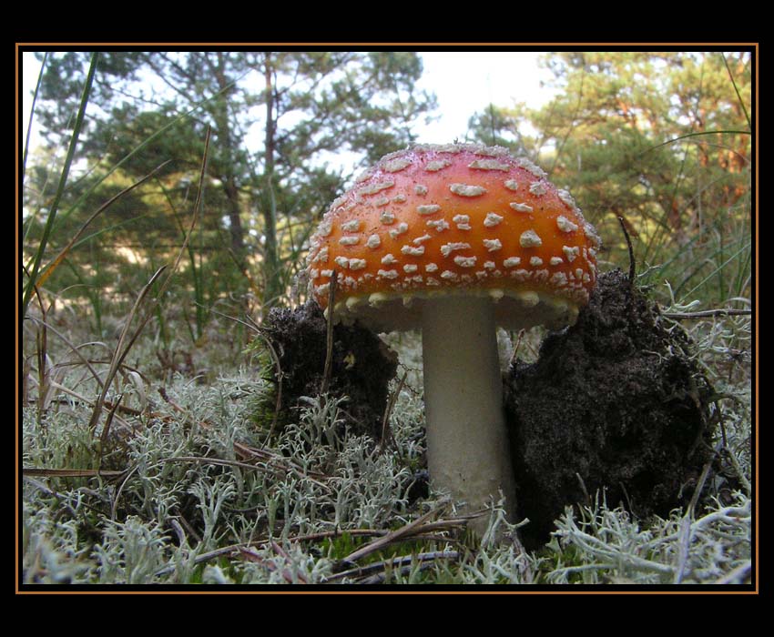 Grzybobranie