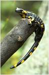 Salamandra